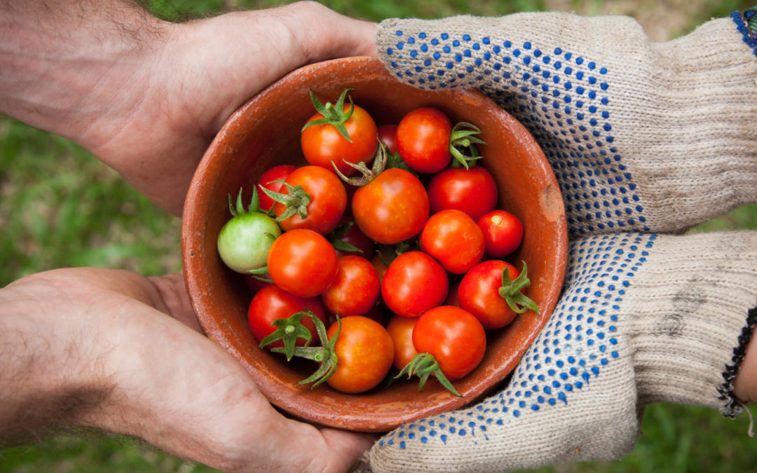 Es blüht und gedeiht – Bodenproben für den eigenen Garten